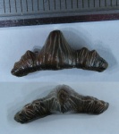 Polyacrodus Polyacrodus