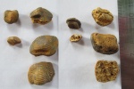 Ptychodus Ptychodus