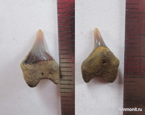 Pseudocorax
