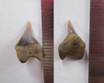 Pseudocorax