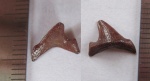 Meristodonoides