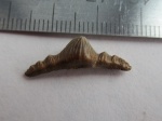 Polyacrodus Polyacrodus