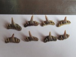 Paraorthacodus Paraorthacodus
