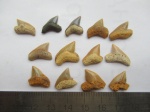 Paleoanacorax и Squalicorax Paleoanacorax и Squalicorax