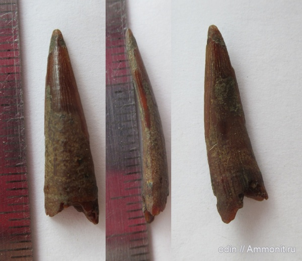 птерозавры, Ornithocheiridae, Pterosauria