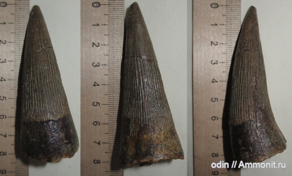 водные рептилии, плиозавры, Pliosaurus, Pliosauroidea, Polyptychodon