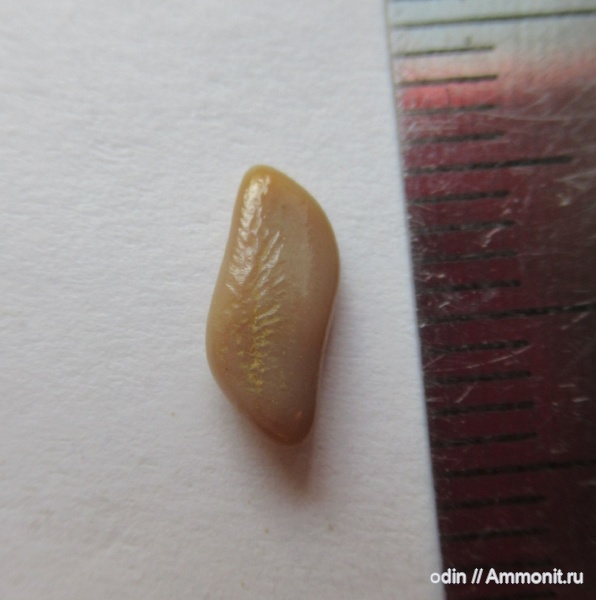Pycnodontiformes