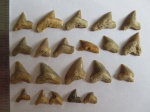 Крупные скваликораксы