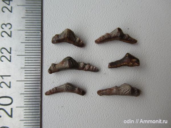Polyacrodus