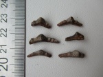 Polyacrodus