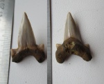 Cardabiodon