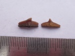 Cederstroemia Cederstroemia