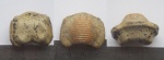 Птиходус(1) Птиходус(1)