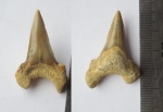 Cardabiodon Cardabiodon
