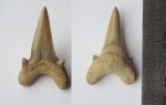 Cardabiodon Cardabiodon