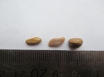 Pycnodontiformes Pycnodontiformes