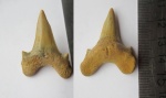 Dwardius Dwardius