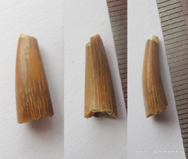 Elasmosauridae, Sauropterygia, кампан, Campanian, Cretaceous, Эласмозавры