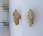 Pycnodontiformes на определение Pycnodontiformes на определение