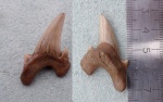 Dwardius Dwardius