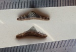 Polyacrodus Polyacrodus
