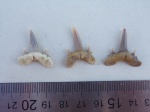 Scapanorhinchus Scapanorhinchus