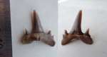 Scapanorhinchus Scapanorhinchus