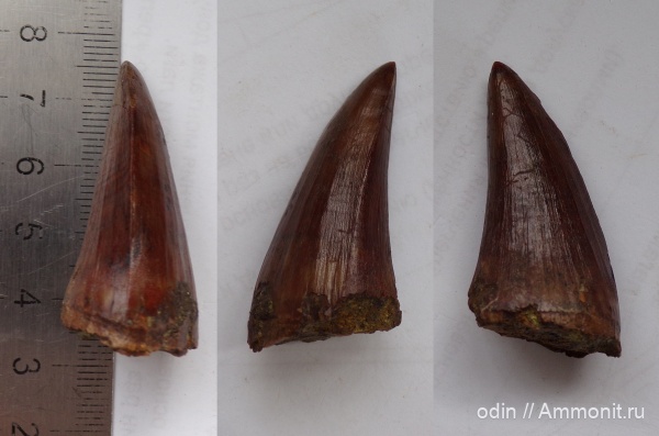 водные рептилии, мозазавры, Mosasauridae