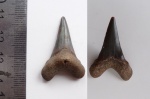 Cretoxyrhina