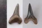 Cretoxyrhina