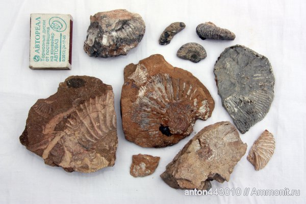 Epivirgatites