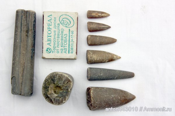 белемниты, юра, головоногие моллюски, Jurassic, belemnites