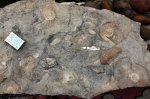 панно с раздавленными craspedites и некими двухстворками