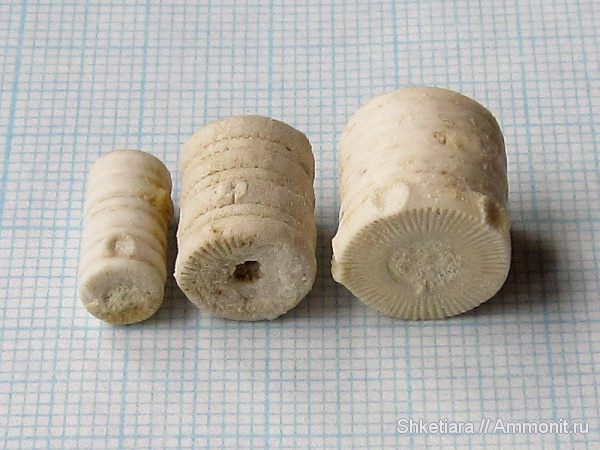 морские лилии, карбон, Домодедово, Домодедовский карьер, Crinoidea