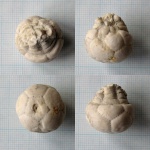 Чашечка Cromyocrinus simplex