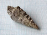 Гастропода семейства Nerineidae (1)