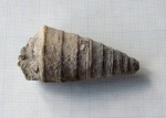 Гастропода семейства Nerineidae (2)