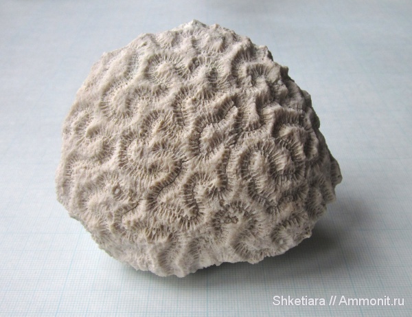 юра, кораллы, Anthozoa, шестилучевые кораллы, Scleractinia, Hexacoralla, гора Фишт, Jurassic