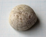 Морской еж Echinocorys (1)