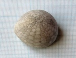 Морской еж Echinocorys (2)