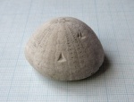 Морской еж Echinocorys (3)