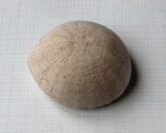 Морской еж Echinocorys (4)