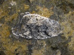 Гастропода сем. Itieriidae
