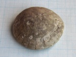 Морской еж Echinocorys (5)