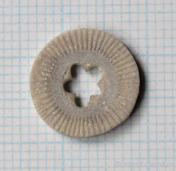 морские лилии, карбон, членики морских лилий, Crinoidea, Акатьевский карьер