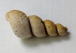 Ядро Palaeostylus