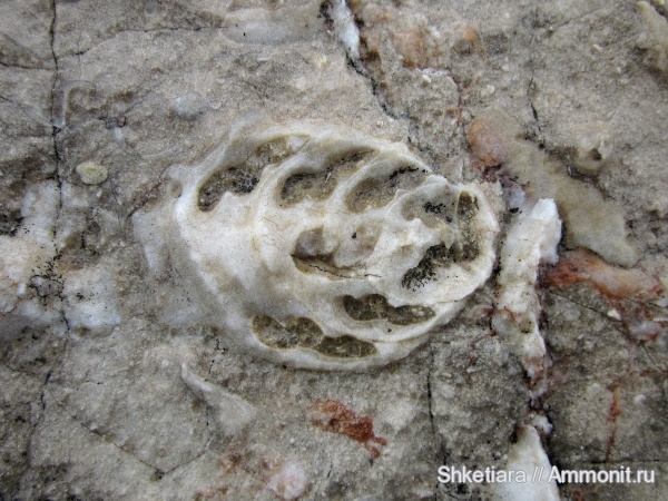 гора Фишт, Itieriidae, Itieria