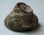 Корневой диск Cyclocrinus с канавкой