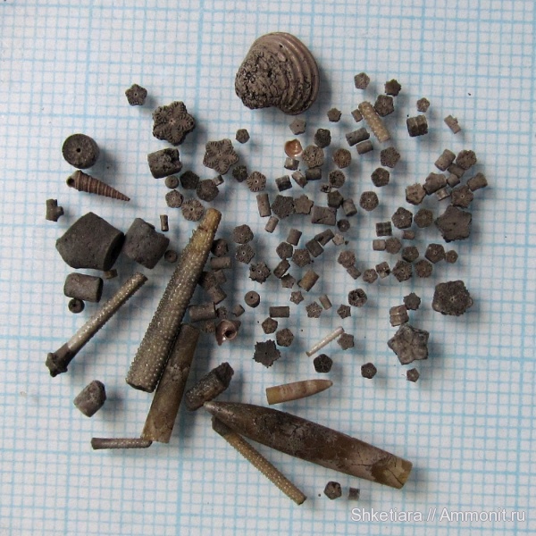 Цемгигант, оксфорд, Cyclocrinus, Pentacrinus, Astarte, верхняя юра, иглы морских ежей, Isocrinus, оксфордский ярус, Trautscholdia, Oxfordian, Upper Jurassic