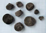 Ветвления стеблей Cyclocrinus